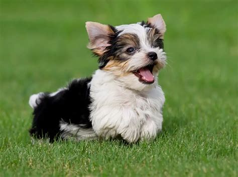 8 Parti Yorkie Terrier Facts And Care Guide My Dogs Info