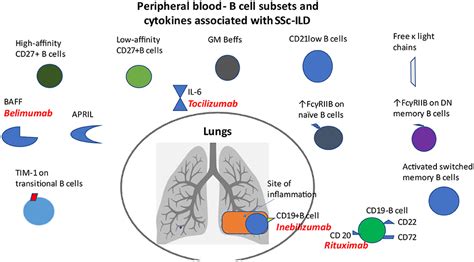 Frontiers The Role Of B Cells In Scleroderma Lung Disease Pathogenesis