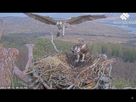 Osprey Lays Her First Egg Of Season Shropshire Star