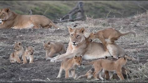 10 Lion Cubs Play In The Open The Virtual Safari Highlights Youtube