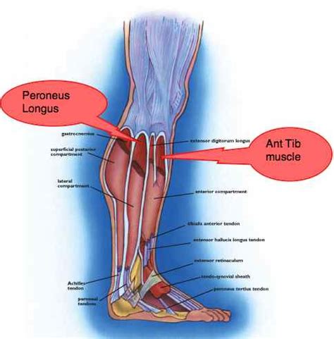 (1) the collagen fibers are closely packed (dense) and leave relatively little open space, and (2) the fibers are parallel to each other (regular). Ankle exercises are vital if you want your leg to be strong again.
