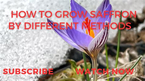 How To Grow Saffronbest Way To Grow Saffron Youtube