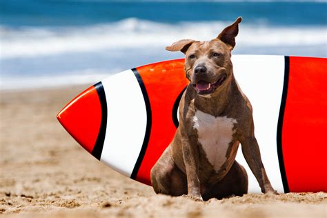 Los Angeles Dog Photography Michael Brian Pit Bull And Surfborad On