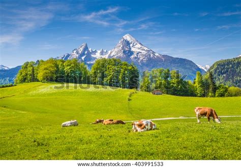 Idyllic Summer Landscape Alps Cows Grazing Stock Photo Edit Now 403991533