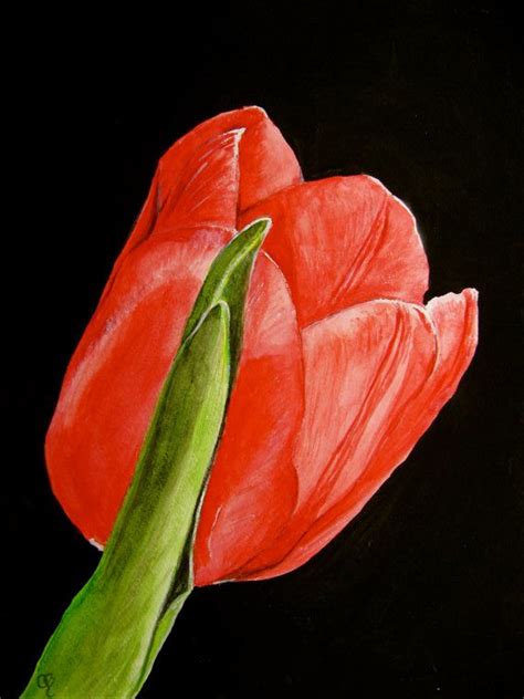 Red Tulip Original Watercolor Painting By Paintedbycarol On Etsy 250