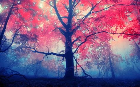 Pink Nature Trees Wallpapers Wallpaper Cave