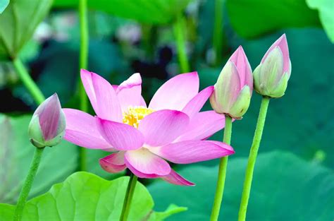 What Does The Lotus Flower Symbolize In Chinese Culture