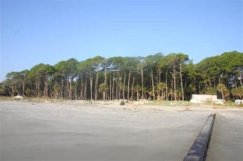 A View Of The Campground From The Beach Picture Of Hunting Island
