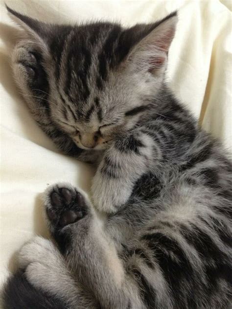 Aa04119996e8e0362400600baa09d643 736×981 Sleeping Kitten Cute