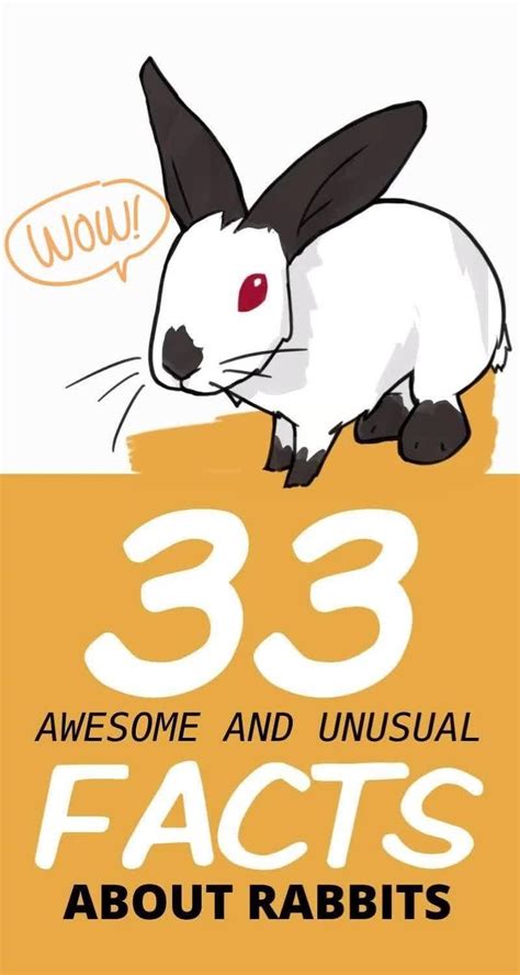 33 Awesome Rabbit Facts To Impress Your Friends Video Rabbit Facts
