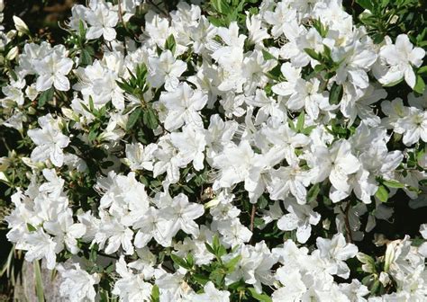 Find out what's blooming at niagara parks. 10 Best Shrubs With White Flowers