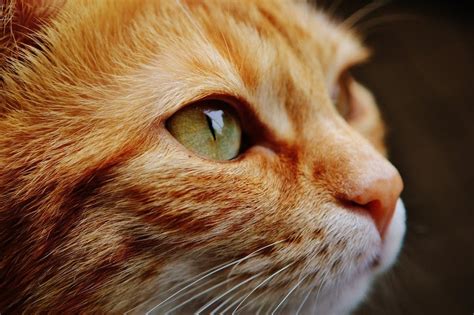 Penn Scientists Spent 16 Million Trying To Create A Real Life Puss In