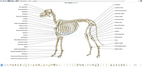 Anatomía De La Osteología Del Perro Ilustraciones Medical