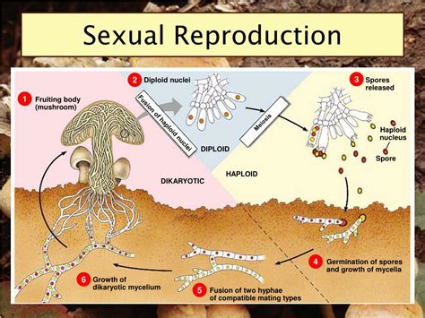 Reproduction In Fungi An Overview Of Sexual Reproduction My Xxx Hot Girl