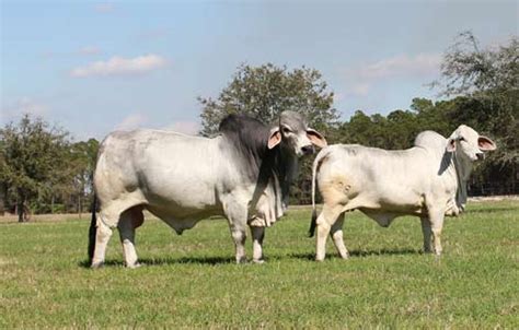 Listing form for advertising an upcoming sale. Gray Brahman Cattle for Sale in Florida | Buy Brahman ...