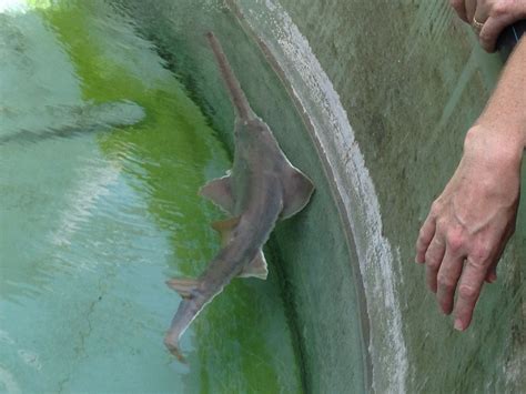 Nt Fly Fishers Kates Sawfish Research And Phd