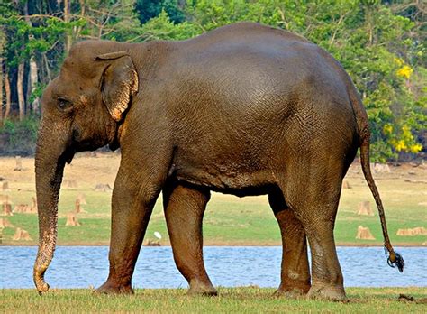 Imagen Elefante De La Indiapng Wiki Reino Animalia Fandom