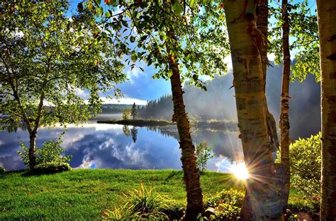 tree-nature-forest-sun-sunset-sunlight-Canada - Julia Dimon