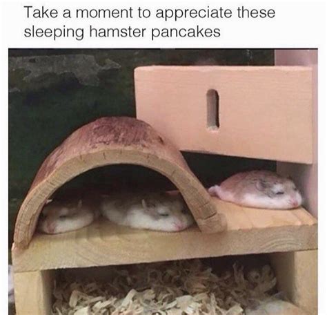 Wholesome Memes Dump Funny Hamsters Cute Hamsters Cute Animals