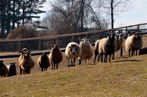 Breeding Sheep What You Need To Know Timber Creek Farm