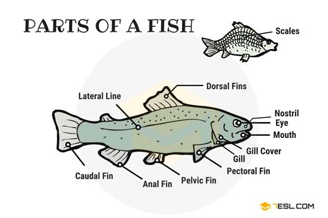 Parts Of A Fish Useful Fish Anatomy With Pictures 7esl
