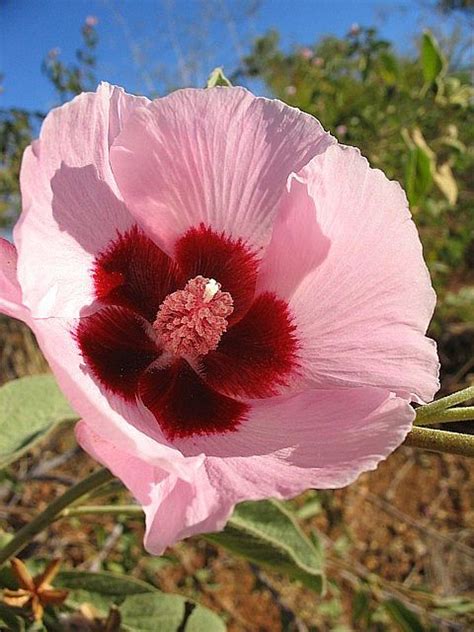 The flowers come from australia and can be found in specialty stores, or online. australian hibiscus | Hibiscus flowers, Beautiful flowers ...