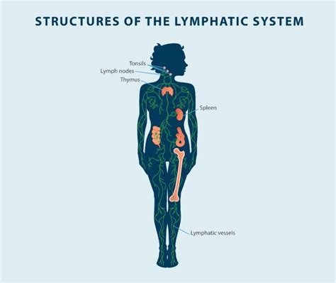 Lymphatic Circulation How Does The Lymphatic System Work Tactile