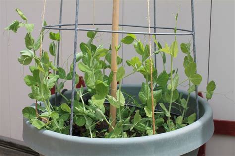 Sweet peas are one of the easiest flowering annuals to start from seed. Ever Never Again: DIY Garden Projects