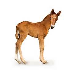 foal definition  meaning collins english dictionary