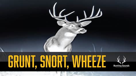 Whitetail Deer Buck Grunt Snort And Wheeze Sound Only Youtube