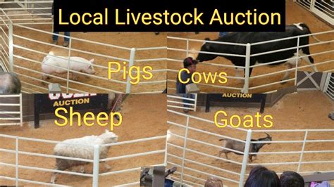Livestock Auction Near Me Livestock Cattle