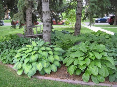 Large Hostas And Ferns Under Evergreen Trees Plants Under Trees