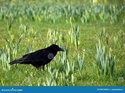 Black Crow On Grass Field Stock Photo Image Of Beak