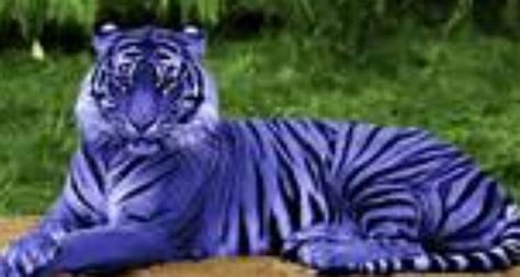 Pin By Lisa Cohen On Tigers Maltese Tiger Maltese Unusual Animals