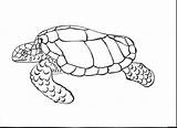 Coloring Realistic Turtle Pages Getcolorings Sea sketch template