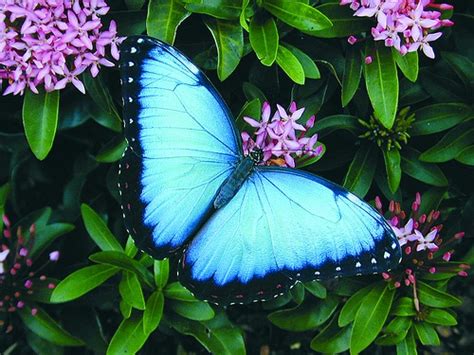 Iridescent Blue Morpho Butterfly Biological Science Picture Directory