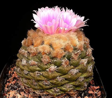 13 Rarest Cactus Plants In The World With Pictures Succulents Network