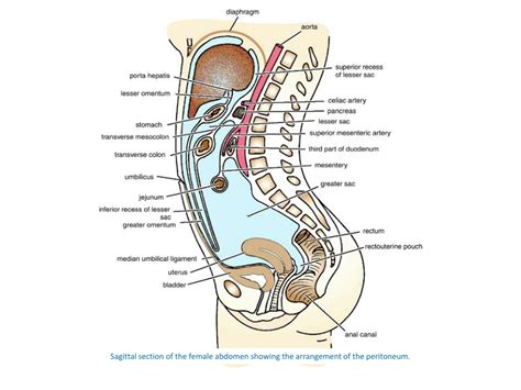 PPT Clinical Anatomy Of Peritoneum Subphrenic Spaces PowerPoint Presentation ID