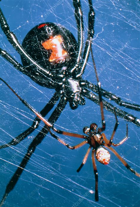 Why Do Black Widows Eat Their Mate How Does A Male Black Widow Find A
