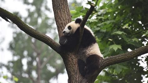 Live A Virtual Encounter With Giant Pandas Ep 26 Cgtn