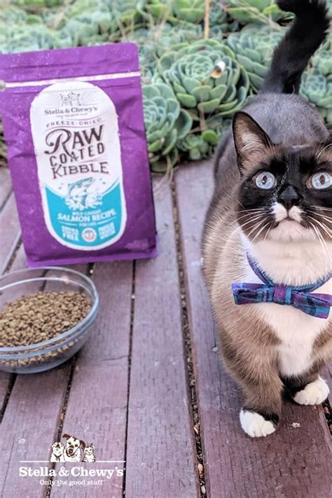 Let us help you find the best one with cat food reviews, ingredient information, and personal. Raw Coated Kibble for Cats | Munchkin cat, Kibble, Cat food