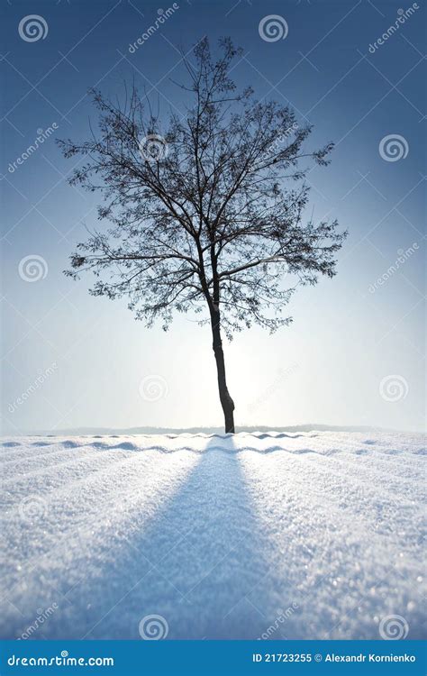 Lonely Tree In Winter Stock Image Image Of Field Landscape 21723255