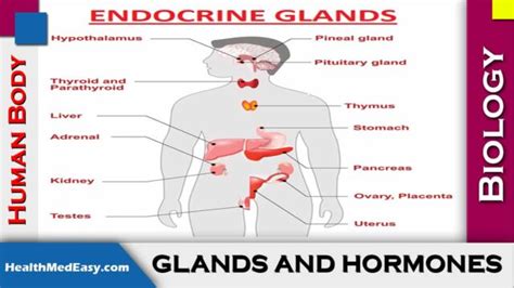 Hormones In Human Body Health Medicine And Easy Tips