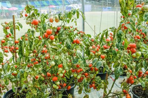Cultiver Des Tomates En Italie Krostrade