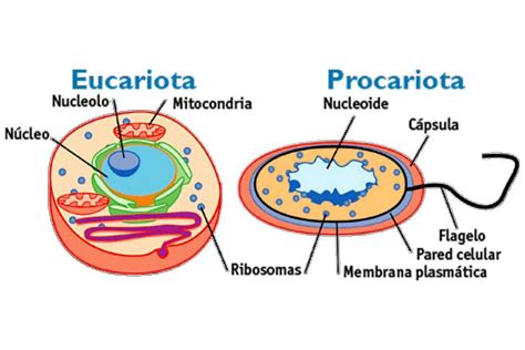 Diferencias Entre C Lula Eucariota Y Procariota Caracter Sticas