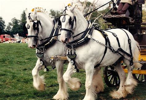 Shire Horses Ashwell Show Beautiful Matched Team Big Horses