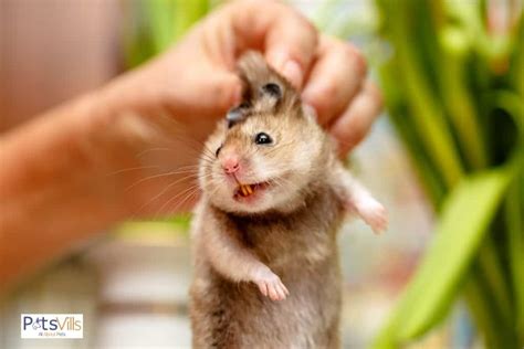 How To Care For Your Hamsters Teeth Problems And Prevention