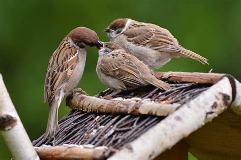 Tree Sparrow (Passer montanus) | Tree sparrow, Sparrow, Photo