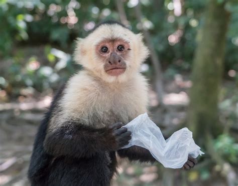Are Monkeys Smarter Than Humans New Study May Have Some Answers