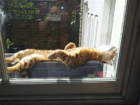 Sunbathing Cuties 10 Cats Who Are Lovin The Sun Katliterary